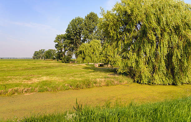 istock Dutch polder landscape with a weeping willow in the foreground 584570114