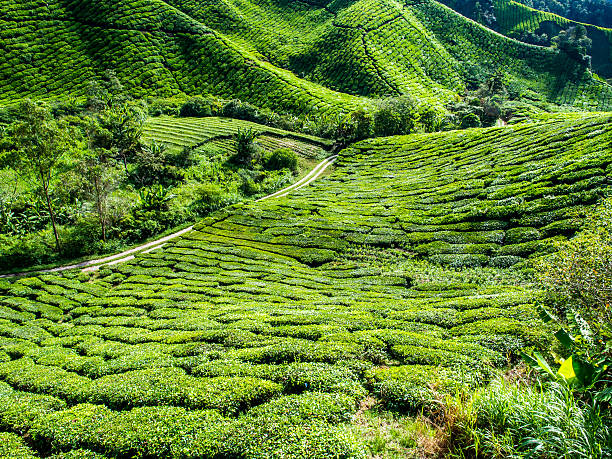 istock Tea Plantation in the mountain 584571326