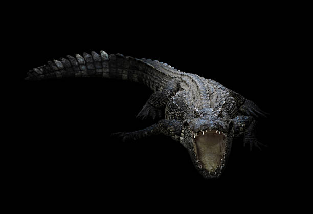 freshwater crocodile in the dark