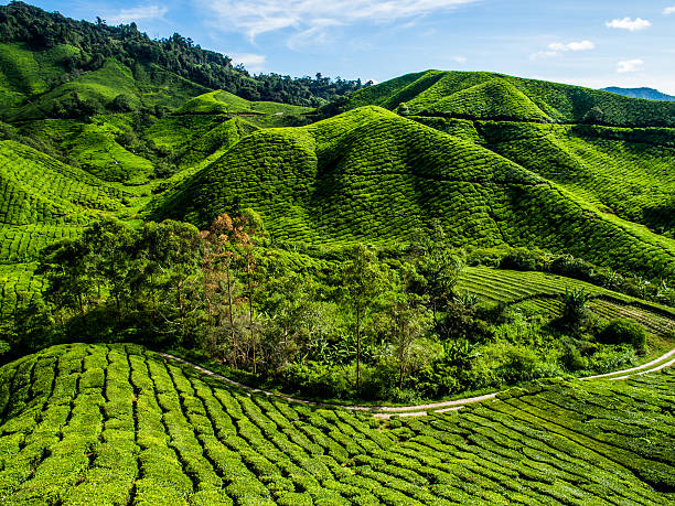 istock Tea Plantation in the mountain 584572644