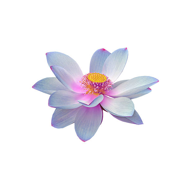 istock Blue nuphar flower, water-lily, pond-lily, spatterdock 584573440
