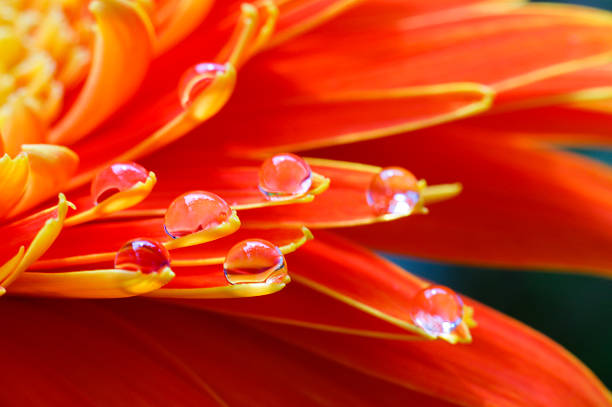 istock Orange daisy colors in water drops (6) 584573524