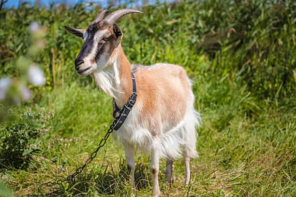 istock light brown goat stands in full length 584575046