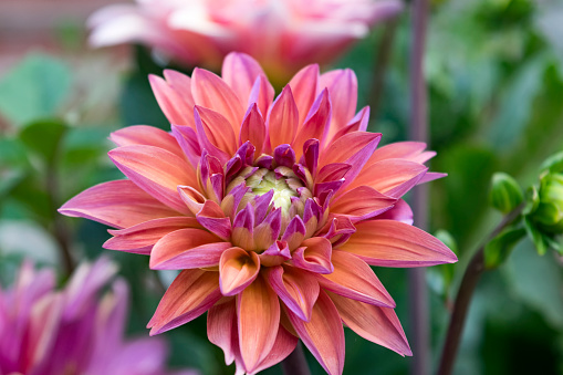 A pair of colorful dahlia flowers and an unopened bud bloom in a Cape Cod garden on a September afternoon.