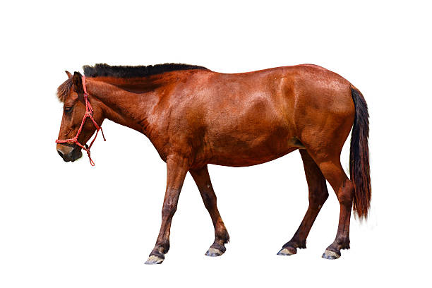 istock Portrait of a horse 584576520