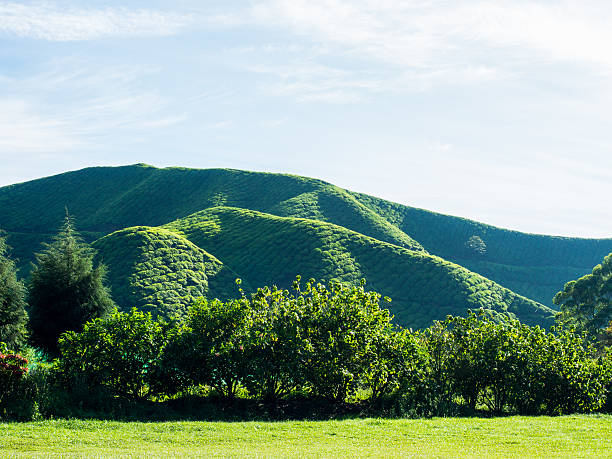 Tea Plantation at Cameron Highlands, Malaysia