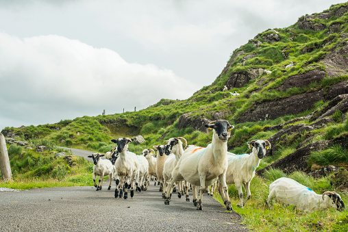 Herd of sheep on road in Kerry, Ireland