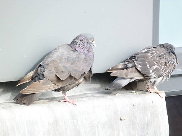 istock Pair of roosting pigeons 584578266