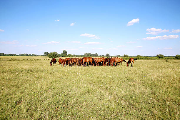 istock Herd of horses grazing on green meadow panoramic view 584579026