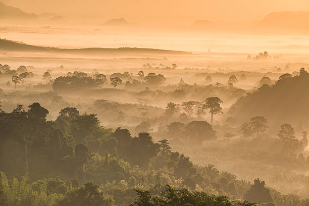 istock the forest around Hin Pad, Surat Thani 584579152