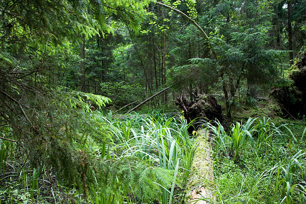 istock Marshy natural coniferous stand in summer 584579562