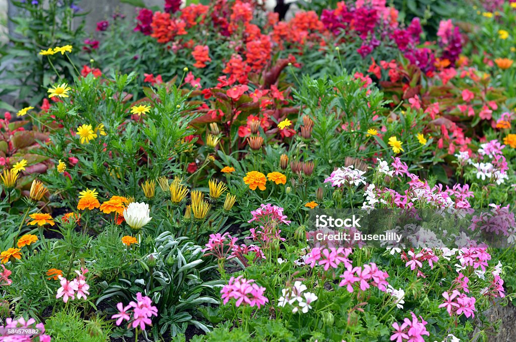 colorido macizo de flores con plantas de verano, Alpes centrales de Francia - Foto de stock de Anual - Característica de planta libre de derechos