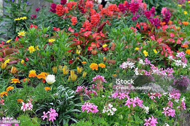 Colorido Macizo De Flores Con Plantas De Verano Alpes Centrales De Francia Foto de stock y más banco de imágenes de Anual - Característica de planta