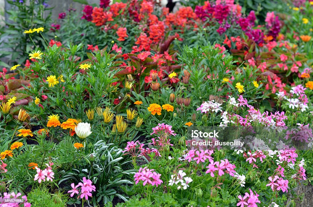 parterre de fleurs coloré avec des plantes d’été, alpes centre de la France - Photo de Floraison annuelle libre de droits