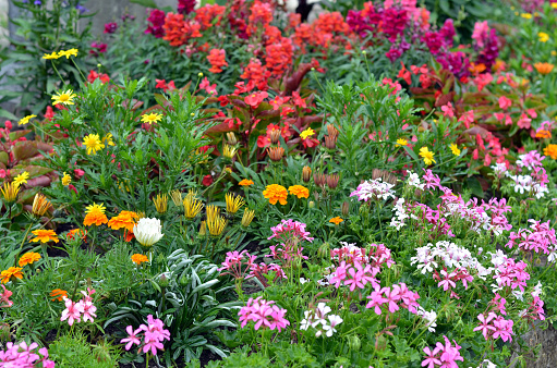 colorful flowerbed with summerplants, alps central france