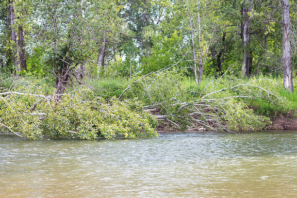 istock Summer Siberian forest by the river 584580012