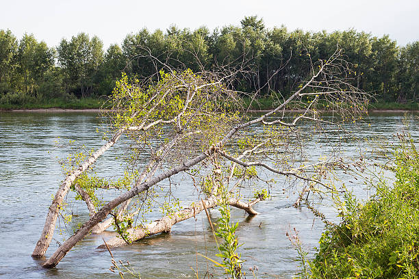 istock Summer Siberian forest by the river 584580354
