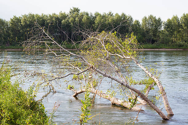 istock Summer Siberian forest by the river 584580402