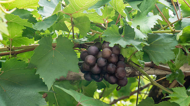 istock ripe grapes with  leaves 584580514