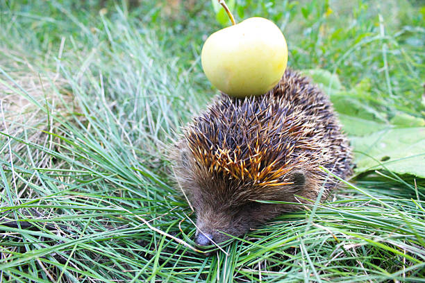 istock Hedgehog carry apple on the back 584581384