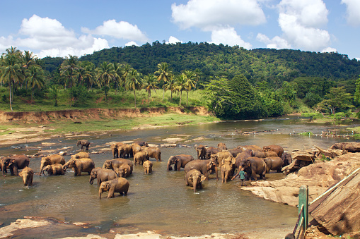 Pinnawala Elephant Orphanage. Many elephants bathing in the river. Sri Lanka beautiful landscape of the jungle and of elephants in the river. View of the jungle with palm trees and blue sky.