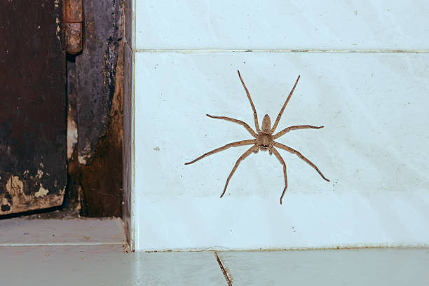 Close up wolf spider is insect animal (Focus eye)