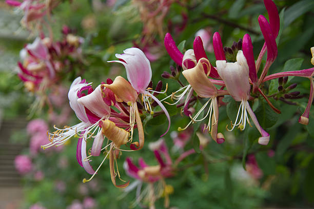 istock Lonicera or honeysuckle flowers. 584582940