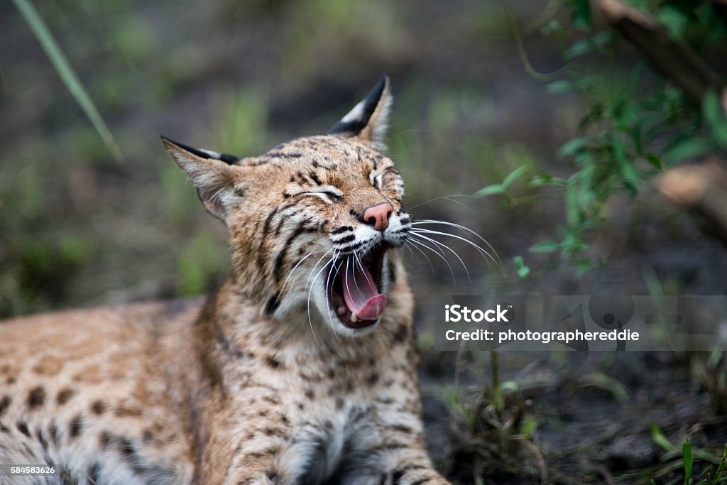 BobCat Yawning The yawning bobcat sitting alone in the forest Yawning Stock Photo