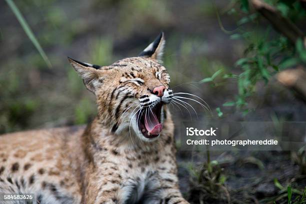 Bobcat Yawning Stock Photo - Download Image Now - Yawning, Wildcat - Animal, Animal Wildlife
