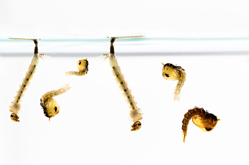 Mosquito Larvae in water on white background
