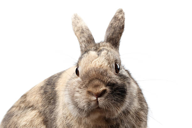 istock Closeup Furry Little rabbit, Brown Fur, isolated on white Background 584586302