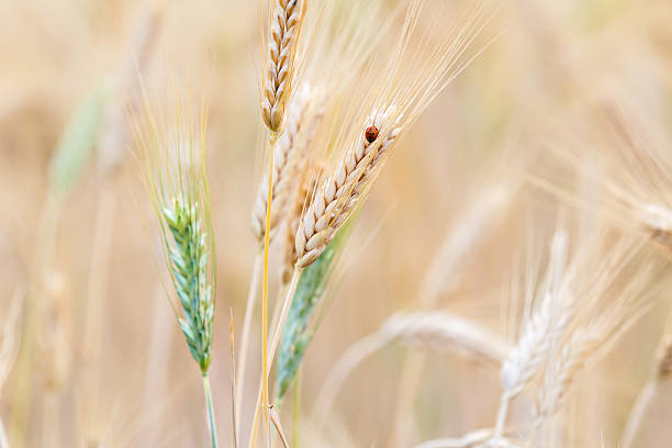 istock Close up of wheat ear and ladybug in field 584586504
