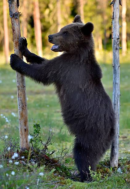 istock The Cub of Brown Bear 584587300