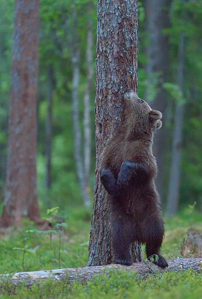 istock The Cub of Brown Bear 584587378