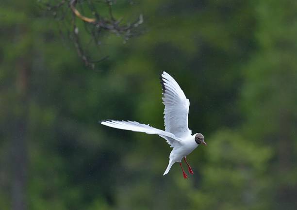 gaviota reidora  - common black headed gull fotografías e imágenes de stock