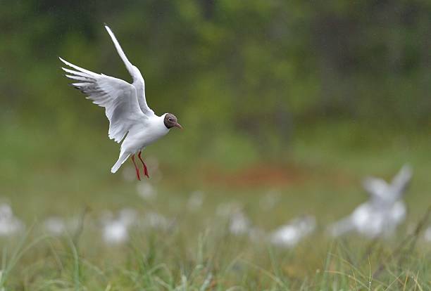 gaviota reidora  - common black headed gull fotografías e imágenes de stock