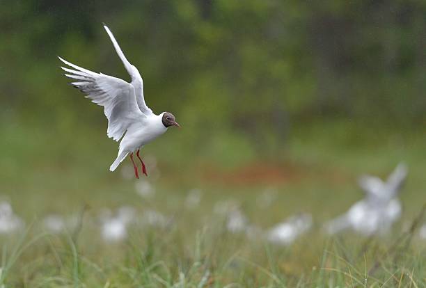 lagenus melanocephalus - common black headed gull foto e immagini stock