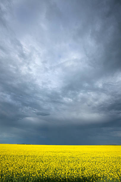 céus dramáticos sobre saskatchewan - saskatchewan sky rain cloud - fotografias e filmes do acervo
