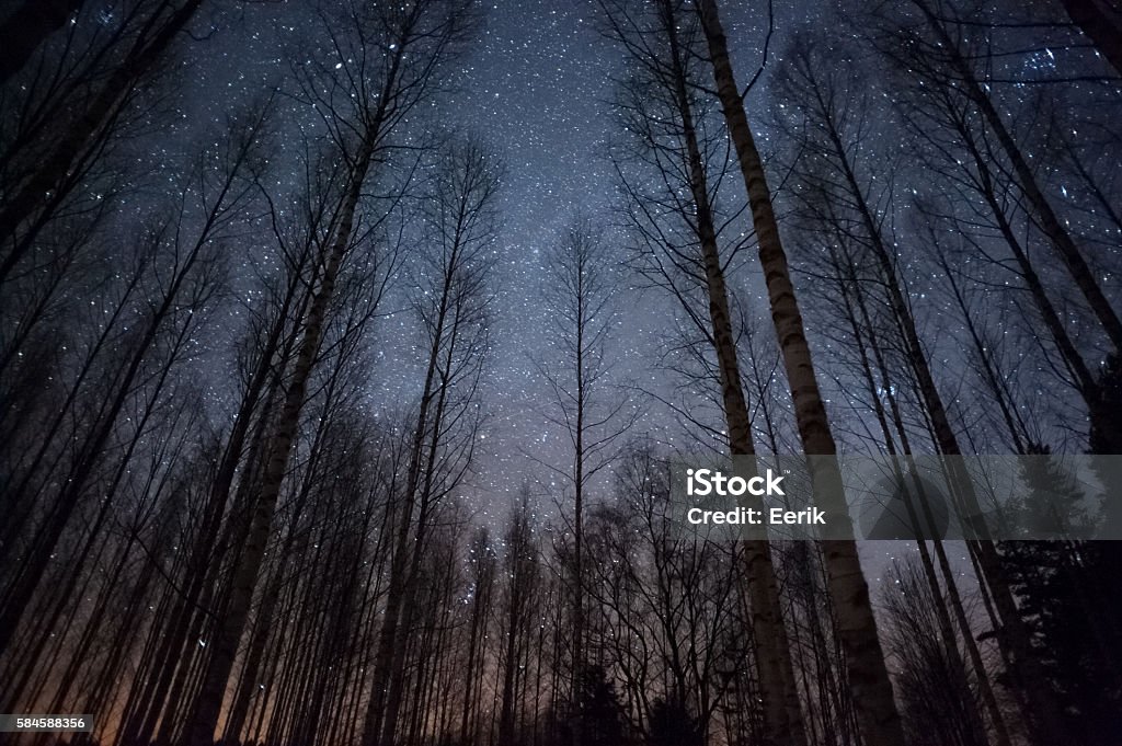 Sternenhimmel über den Baumkronen - Lizenzfrei Nacht Stock-Foto