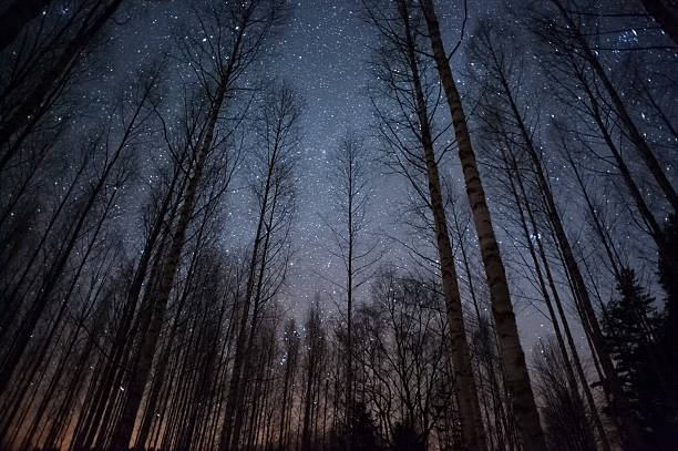 estrellas sobre treetops - las pléyades fotografías e imágenes de stock