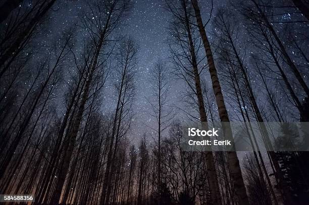 Estrellas Sobre Treetops Foto de stock y más banco de imágenes de Noche - Noche, Bosque, Cielo