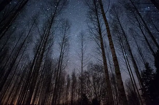 Stars above treetops