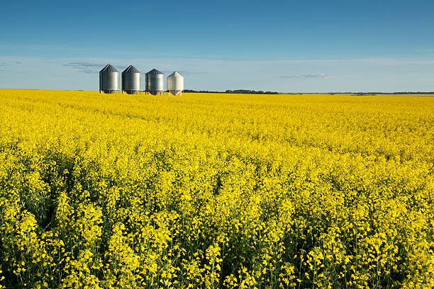 Saskatchewan Canola Fields stock photo