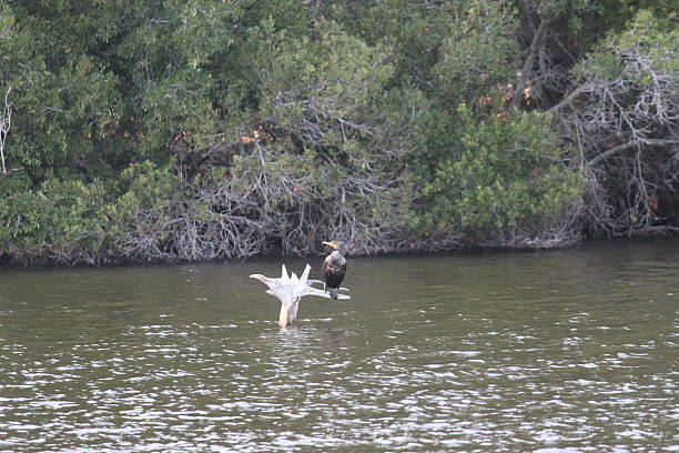 Kiawah Island Kiawah Island, South Carolina river view with birds. kiawah island stock pictures, royalty-free photos & images