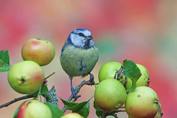 Blue tit on wildapple-twig,Eifel,Germany.