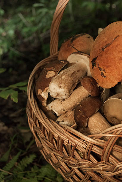 istock Basket with mushrooms. Boletus in the forest 584590858
