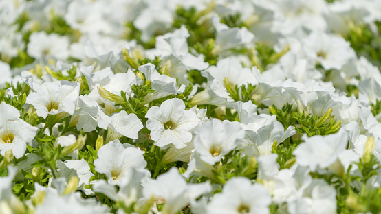 white petunia close-up,outdoors.