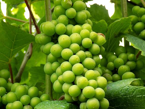 Bunch of grapes in vineyard