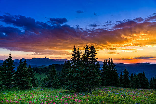Wildflowers in Mountain Meadow at Sunset - Scenic landscape in high mountain meadow with mountain vista at sunset with warm light. Colorado, USA.