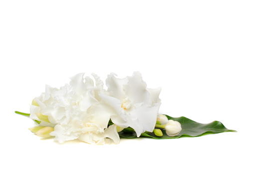 Beautiful bouquet of white Gardenia jasminoides flower or Cape Jasmine with bud, isolated on a white background.